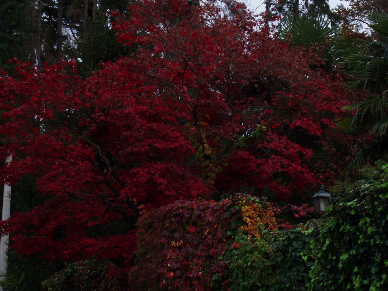 Strésa  couleurs d'automne