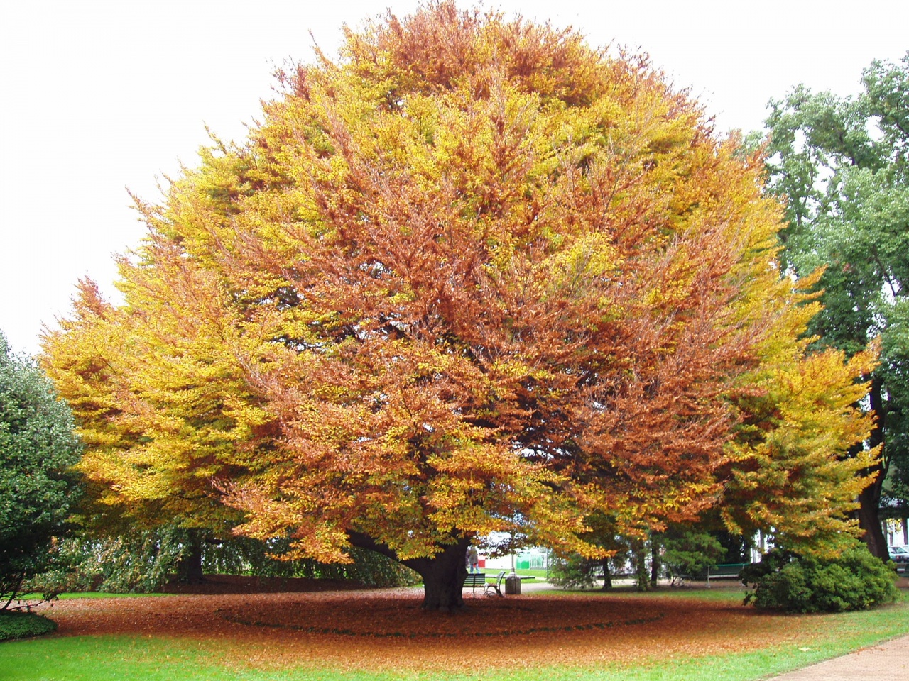 Strésa couleurs d'automne