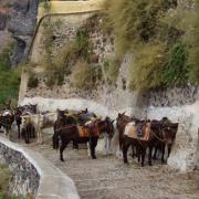 Santorin le chemin des ânes