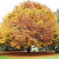 couleurs d'automne