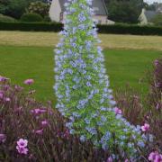 île de Bréhat Echium