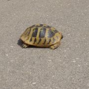 tortue sur la route