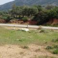 mytikas-