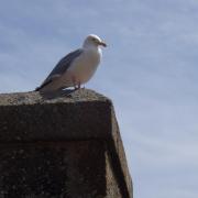 St Malo  sur les remparts